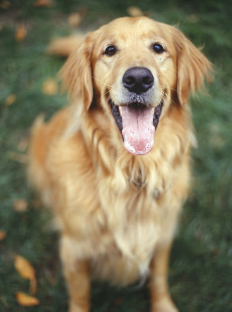 3. Golden Retreiver